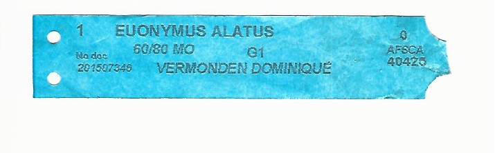 Euonymus Alatus 0001.jpg